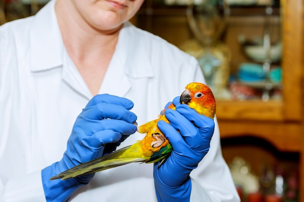 Il medico veterinario sta facendo un controllo di un pappagallo. veterinario