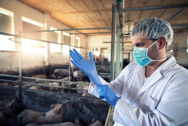 Veterinarian doctor putting on protective rubber gloves at pig farm.