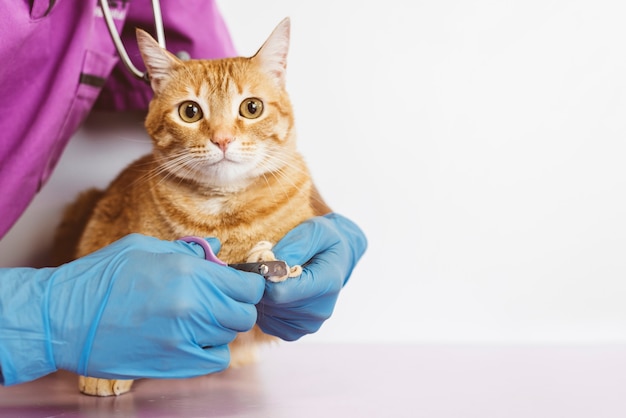 Foto medico veterinario che taglia le unghie del gatto. concetto veterinario.