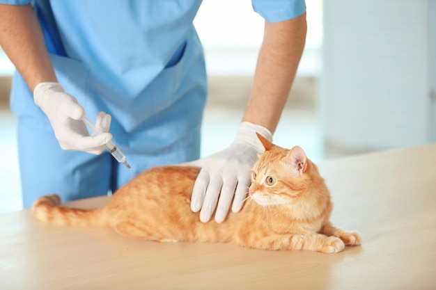 Veterinarian doctor vaccinating cat at a vet clinic