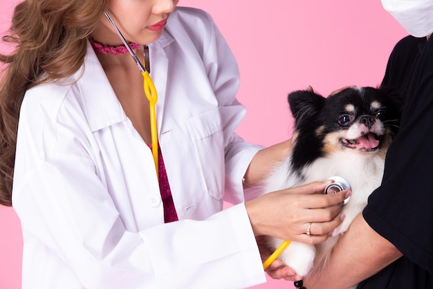Photo veterinarian doctor wear cocky pink dress check up old sick dog for health condition