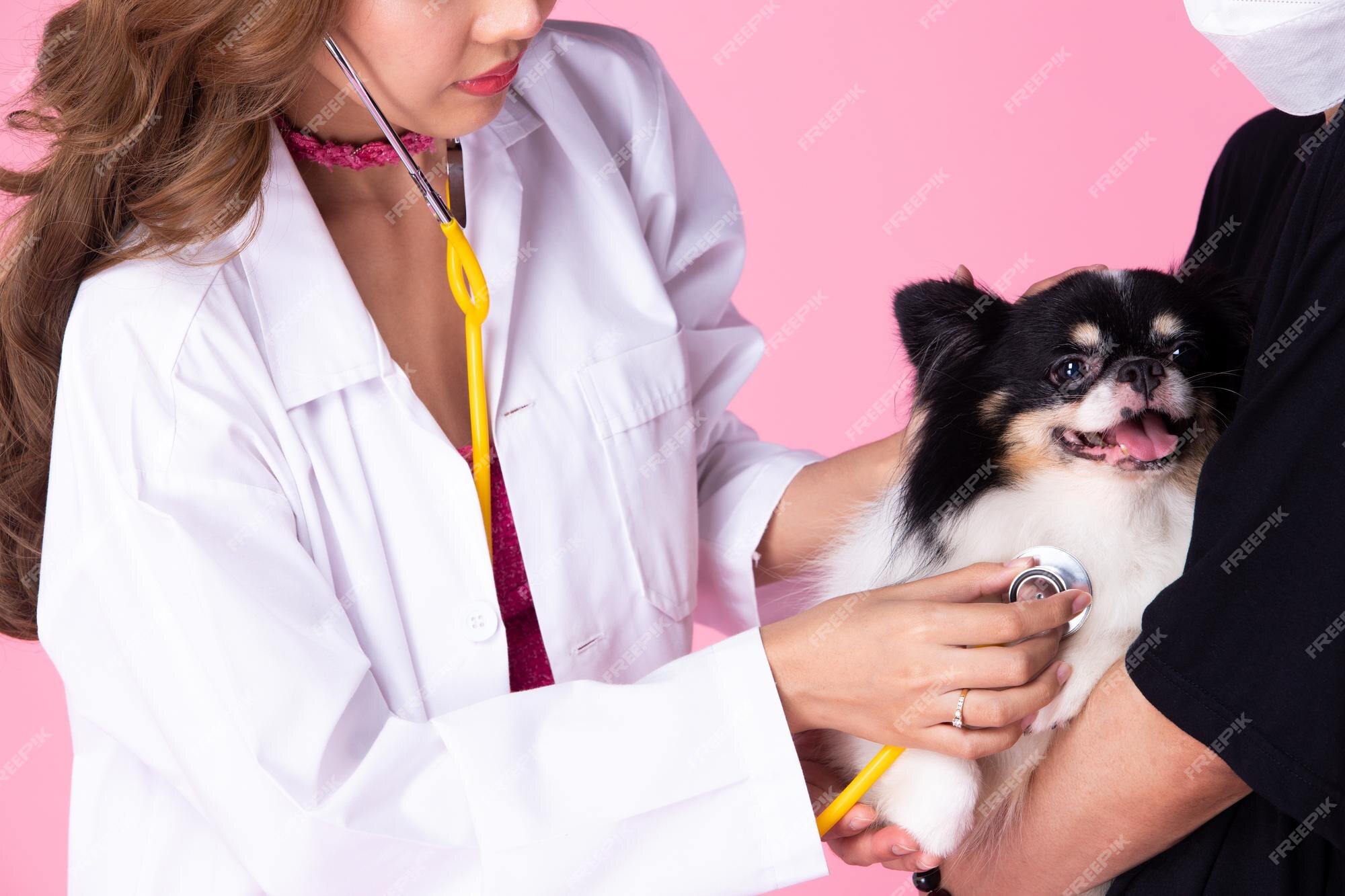 Premium Photo | Veterinarian doctor wear cocky pink dress check up old sick  dog for health condition