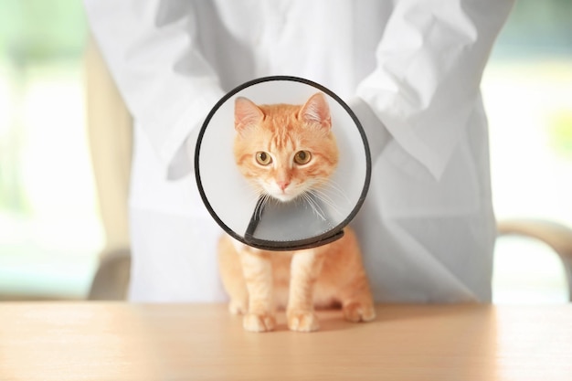 Veterinarian doctor with cat in a cone at a vet clinic