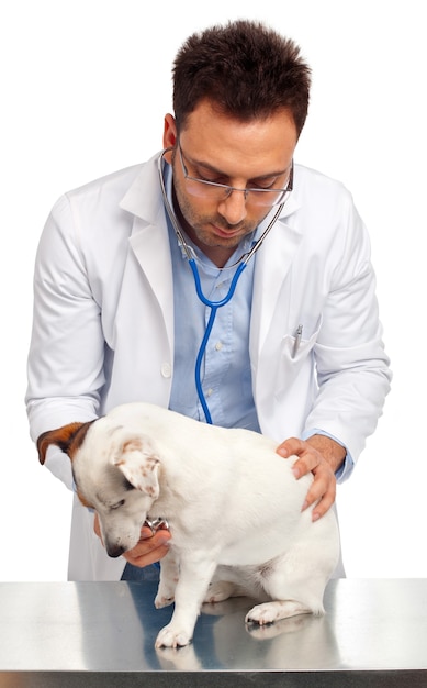 Veterinarian doctor with jack russell isolated on white