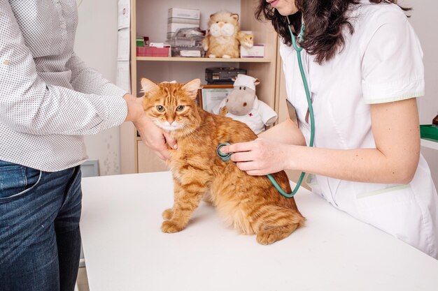 Photo veterinarian doctor with stethoscope checking up cat at vet clinic