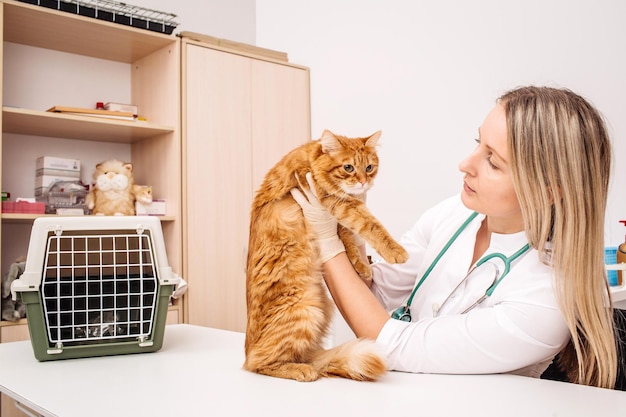 Veterinarian doctor with stethoscope checking up cat at vet clinic