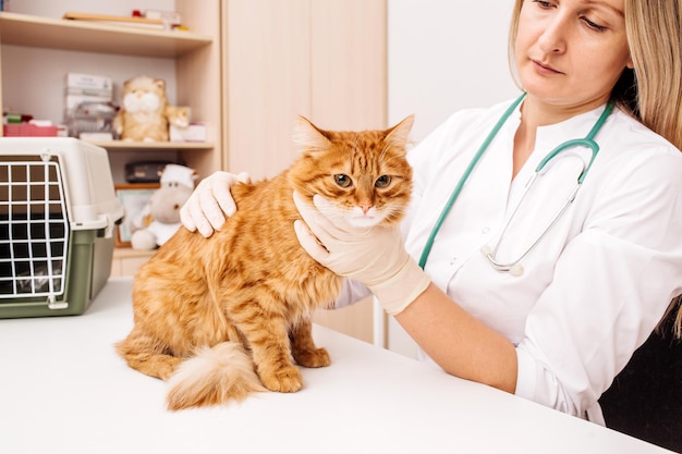 Veterinarian doctor with stethoscope checking up cat at vet clinic