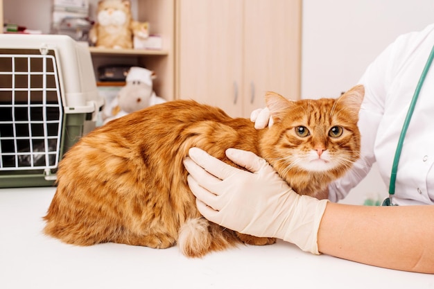 Veterinarian doctor with stethoscope checking up cat at vet clinic