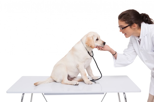 犬で調べている獣医師