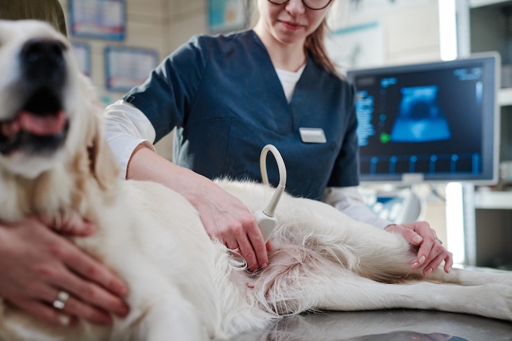 Photo veterinarian doing ultrasound in clinic
