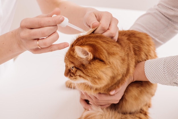 Veterinarian dripping drops to the kitten ear