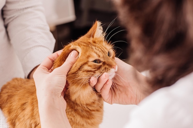 Ветеринар капает капли на ухо котенка