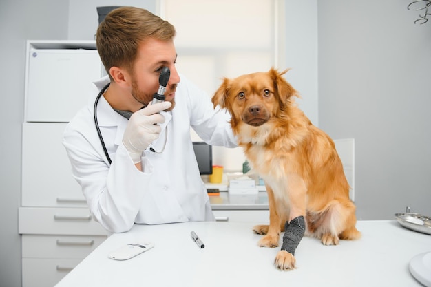 Veterinarian examine dog in vet clinic