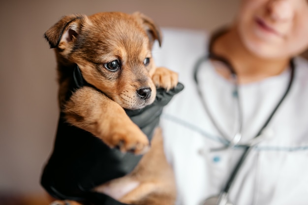 獣医は病院で子犬を調べます。小さな犬は病気になりました。獣医師の手に子犬。