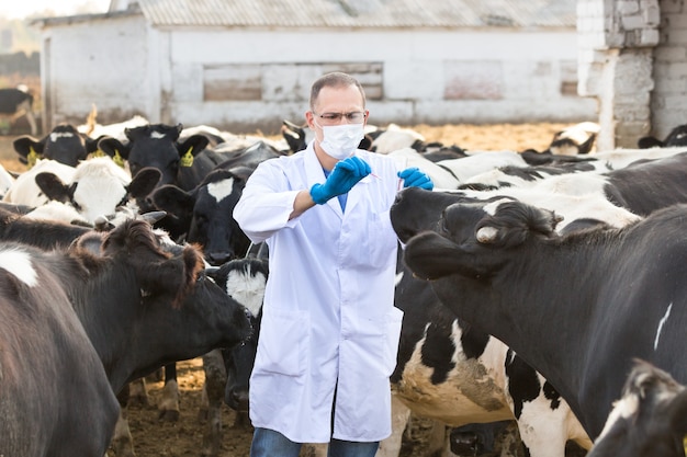Veterinarian examines  animal on the ranch cows
