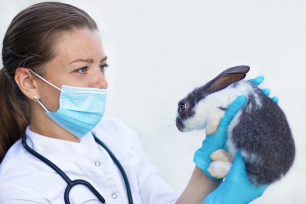 Veterinarian examines the bunny.