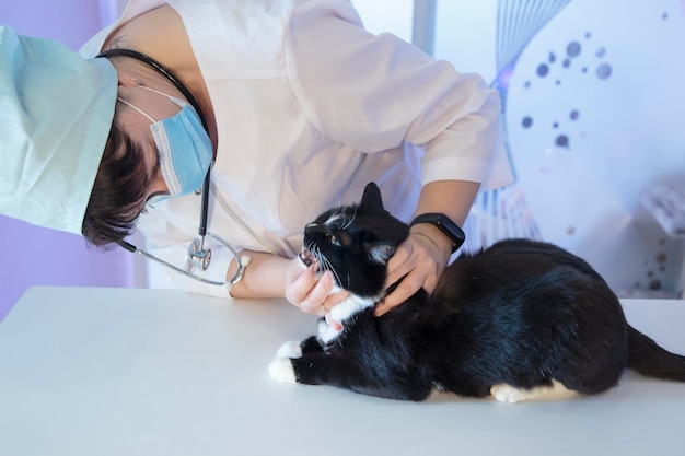 A veterinarian examines the cats mouth