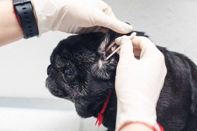 The veterinarian examines and cleans the pug dogs ears with a cotton swab. Prevention of ear diseases in a veterinary clinic.