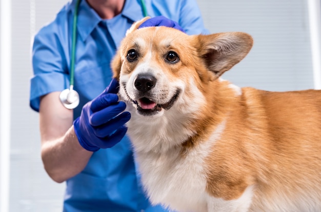 獣医師は病気のコーギー犬の耳を調べます