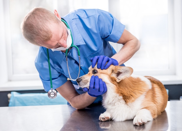 Veterinarian examines the eyes of a sick corgi dog