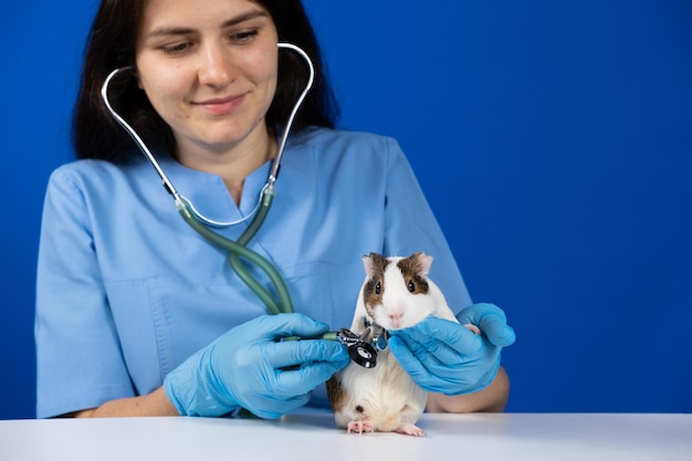 Photo the veterinarian examines the heart and lungs of a guinea pig