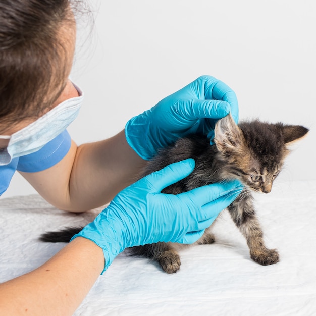 The veterinarian examines the kitten's ear.