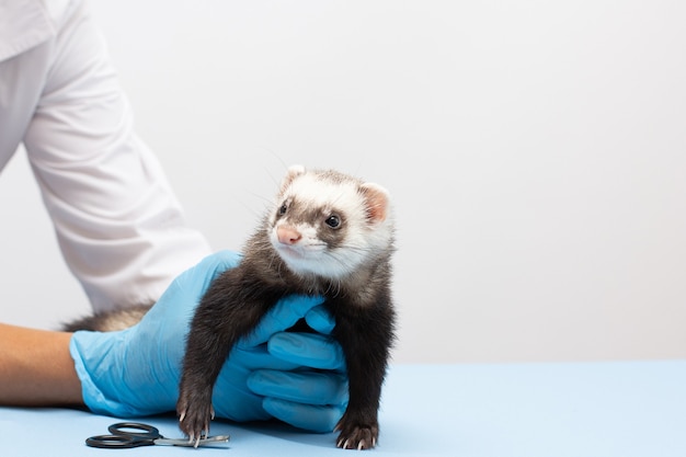 A veterinarian examines a pet ferret to a veterinary clinic