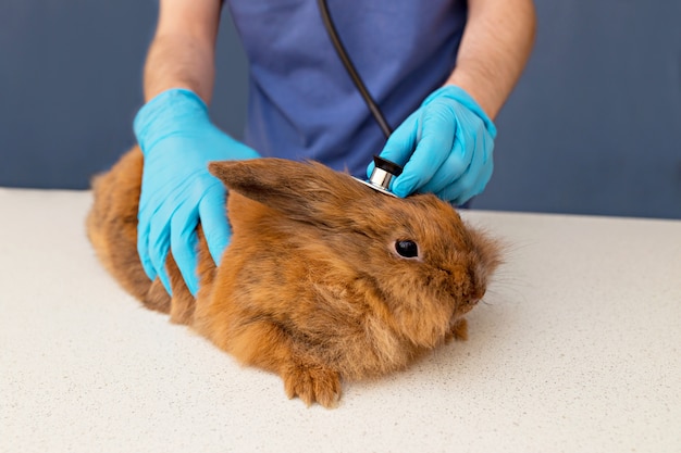 Ветеринар осматривает рыжего кролика с помощью стетоскопа
