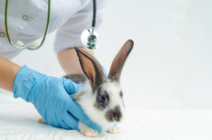 Veterinarian examining baby rabbit in clinic.
