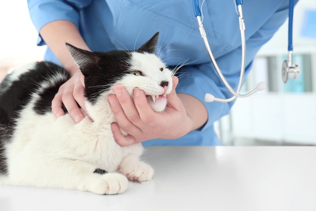 Veterinario esaminando i denti di gatto in clinica per animali