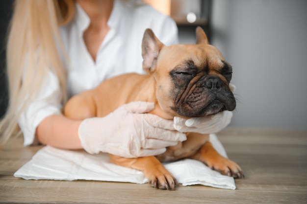 Veterinarian examining cute dog in clinic