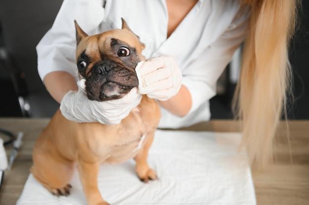 Photo veterinarian examining cute dog in clinic