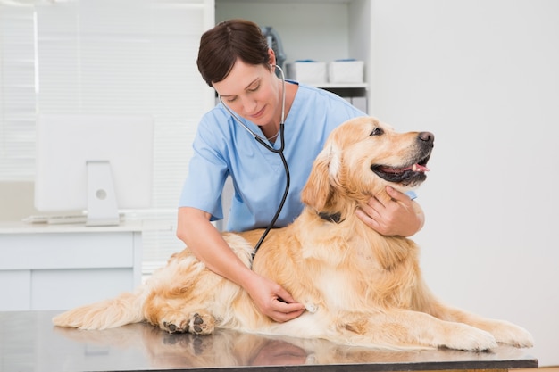 Veterinarian examining a cute dog with a stethoscope 