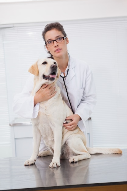 Veterinarian examining a cute dog with a stethoscope 