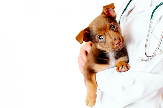 Veterinarian examining a cute dog