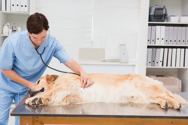 Veterinarian examining a cute dog