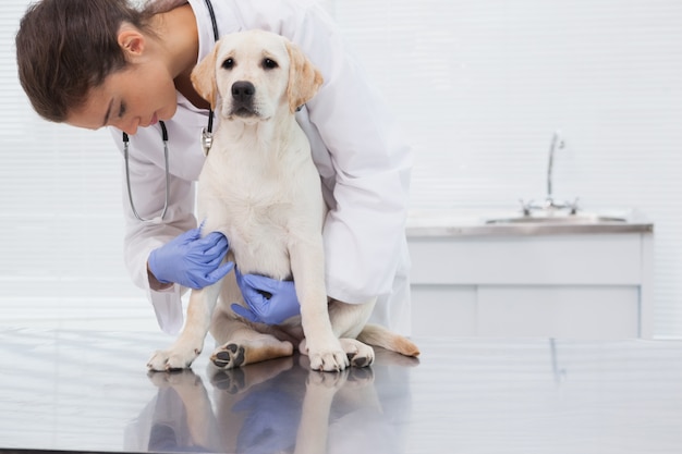 かわいい犬を調べている獣医