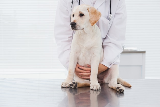 Veterinarian examining a cute dog