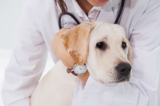 Veterinarian examining a cute dog