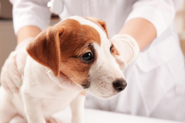 クリニックのクローズ アップでかわいい面白い犬を調べる獣医