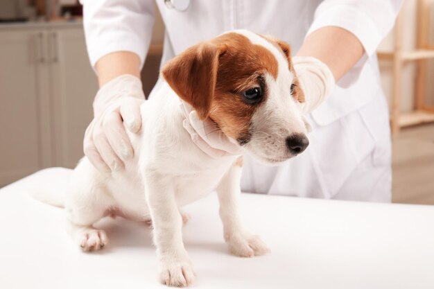 Veterinarian examining cute funny dog in clinic