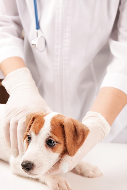 クリニックでかわいい面白い犬を調べる獣医