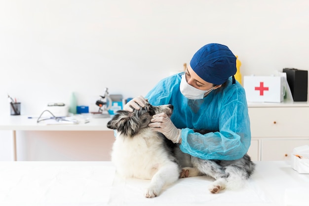 veterinarian examining the dog in clinic