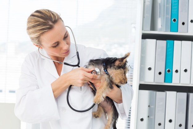 Veterinarian examining dog