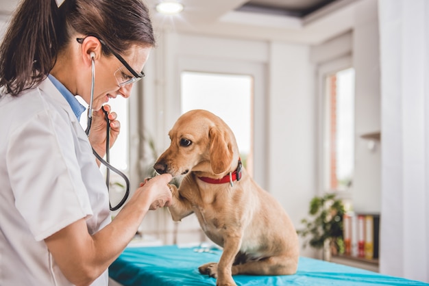 Photo veterinarian examining dog