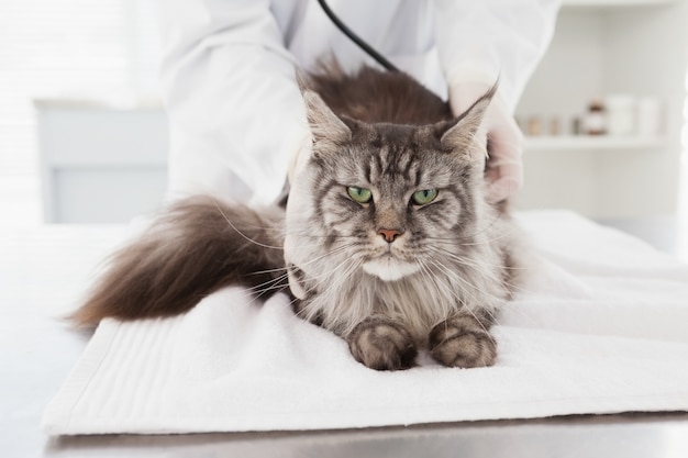 Veterinarian examining a grey cat 