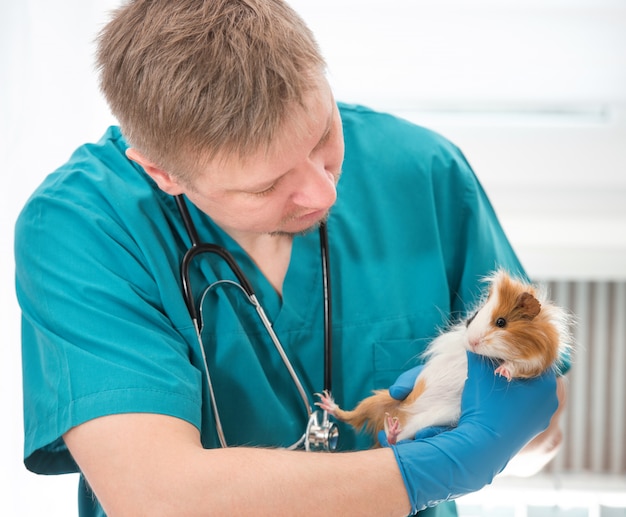 Photo veterinarian examining guinea pig at veterinary office