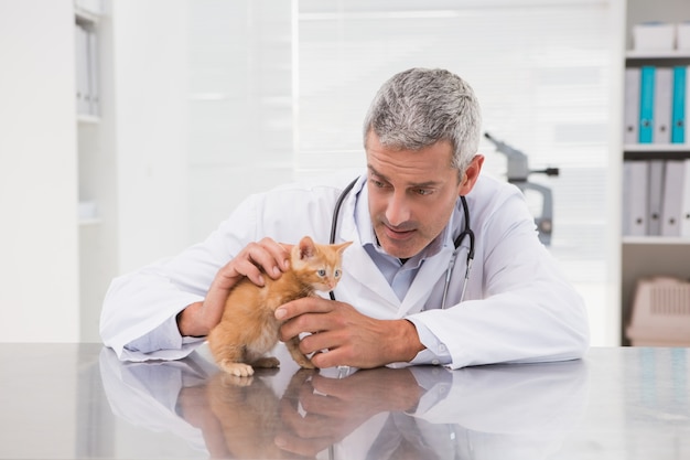 Veterinarian examining a little cat 