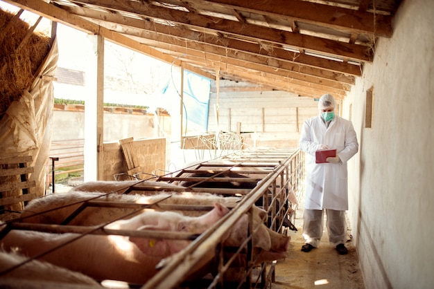 Veterinarian examining pigs at pig farm.