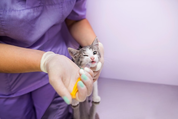 獣医師は、注射器を使用して猫に餌をやる病気の動物や食べ物やビタミンのサプリメントを飼料に看護するという概念女性獣医師は、小さな猫に注射器でビタミンを与える